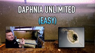 How I Raise Daphnia Water Fleas And You Can Too [upl. by Cathrine182]