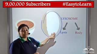 Lysosome  Structure and Function  Cells  Class 9  CBSE  NCERT  ICSE [upl. by Crystal]