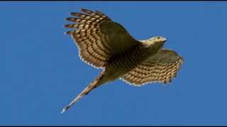 Sparrowhawk Bird Call Bird Song [upl. by Carolle958]