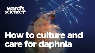 Caring and Culturing for Daphnia [upl. by Clevie989]