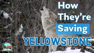 How Wolves Brought Yellowstone Back to Life [upl. by Nohsar]