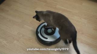 Cat shows HOW TO use iRobot Roomba Vacuum [upl. by Nelak]