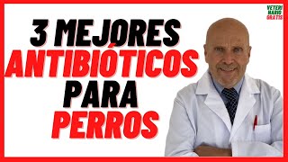 🟢 3 MEJORES ANTIBIÓTICOS para PERROS 🟢 con Heridas Abiertas Resfriados Gripe y Otitis 🟢 Dosis [upl. by Valaria337]