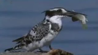 Pied Kingfisher Catching Fish in Split Second  BBC Studios [upl. by Ecarret]