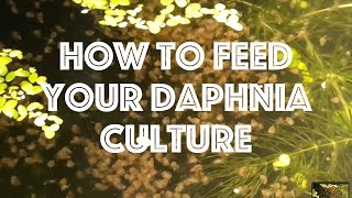 How To Feed Your Daphnia Culture [upl. by Arua]