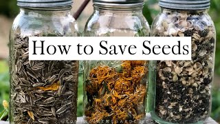 How to SAVE SEEDS Seed saving TIPS and EXAMPLES [upl. by Attevroc]