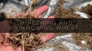 Hand Threshing and Winnowing Garden Wheat [upl. by Raimund]