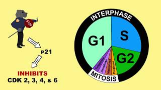 p53 Tumour Suppressor and MDM2 [upl. by Ikkir]