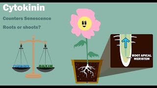 PLANT HORMONES  Auxin Gibberellin Cytokinin Ethylene Abscisic Acid [upl. by Iram645]