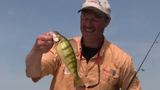 How to Catch Huge Lake Perch [upl. by Eidolem]