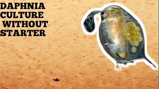 HOW TO CULTURE DAPHNIA NATURALLY WITHOUT A STARTER [upl. by Sudnor]