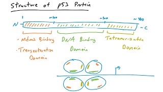 p53 mutations in cancer [upl. by Felicle]