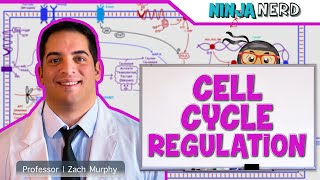 Cell Biology  Cell Cycle Regulation [upl. by Rhoads]