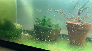 Daphnia Culturing Snails or no snails [upl. by Ydnih]