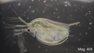 Daphnia magna under the Microscope [upl. by Borlow]