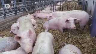 Strengere Regeln im Schweinestall  Journal [upl. by Orson]