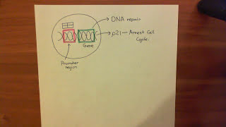 Introduction to p53 and the Response to DNA Damage Part 3 [upl. by Gutow]