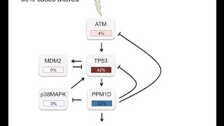 DNA damage checkpoint and p53 [upl. by Noiroc]