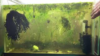 Scuds Daphnia Cherry Shrimp Copepods My aquatic food culture [upl. by Hanzelin985]