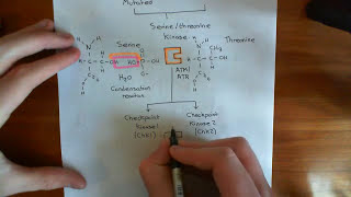 The Intrinsic Pathway of Apoptosis Part 3 [upl. by Devonna]