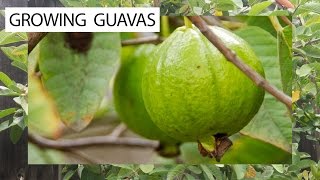 How To Grow Guavas  3 Delicious Guava Varieties For You [upl. by Ecirtnahc933]