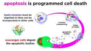 Apoptosis Programmed Cell Death [upl. by Ursa]