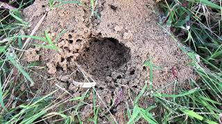 Controlling Fire Ants in Pastures and Hay Fields [upl. by Ivar]