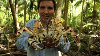 British Indian Ocean Territory – coconut crabs [upl. by Janka]