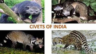 Civets of India 🇮🇳  Mammals  Indian Animals [upl. by Jew587]