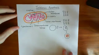 The Intrinsic Pathway of Apoptosis Part 1 [upl. by Mezoff]