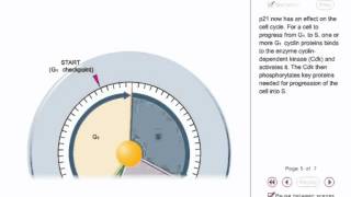 P53 animation  tumor supressor gene animation [upl. by Woodman870]