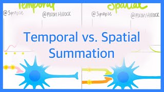 Temporal vs Spatial Summation [upl. by Harding]