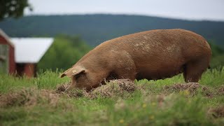 Raising 400 Pigs On Pasture COMPLETE [upl. by Olecram]