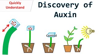 Discovery of Auxin [upl. by Leahcimnhoj]