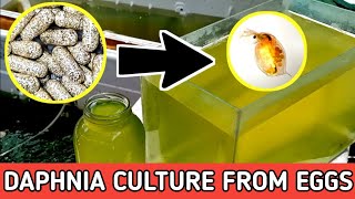 HOW TO HATCH DAPHNIA EGGS  HOW TO CULTURE DAPHNIA [upl. by Aamsa]