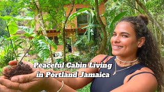 Peaceful Cabin living in Portland Jamaica 🇯🇲 ASMR [upl. by Daahsar]