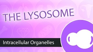 Intracellular Organelles The Lysosome [upl. by Anaicul]