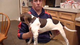 English Pointer Puppies Sunrise Kennels 5209075690 [upl. by Eada]