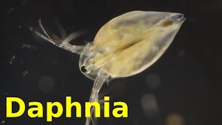 Daphnia [upl. by Einahpats919]