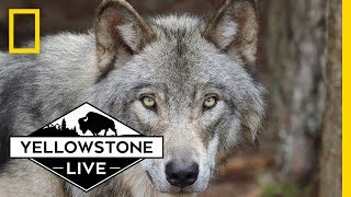 Wolves in Yellowstone LIVE  Yellowstone Live [upl. by Suiremed]