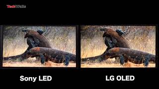 LG OLED vs Sony LED 4K HDR TV  Image Quality After Calibration [upl. by Gorton303]