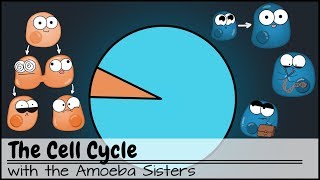 The Cell Cycle and cancer Updated [upl. by Stearne52]