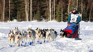 2022 Iditarod Dog Sled Race  Willow Alaska [upl. by Aihseken]