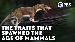 The Traits That Spawned the Age of Mammals [upl. by Ardnuhsed356]