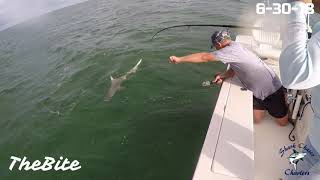 500lb Goliath Grouper Eats 5ft SharkTheBite [upl. by Orenid]