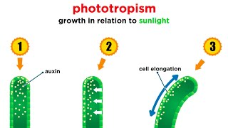 Mechanisms of Plant Growth [upl. by Gona]