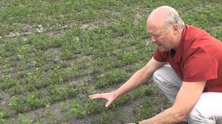 Dryland Pastures  Effective irrigation of lucerne alfalfa [upl. by Snah]