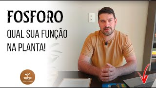 FÓSFORO P  Qual sua função na planta [upl. by Delila]