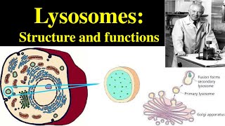 Lysosomes  Structure and Functions of lysosomes  Polymorphism in lysosomes  Primary lysosomes [upl. by Bowra]