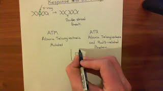 Introduction to p53 and the Response to DNA Damage Part 1 [upl. by Paten]